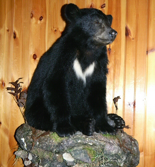 Bears Mounted On Rocks Or Branches On Walls