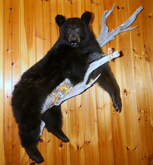 Black Bear Taxidermy Full Body Wall Mounts