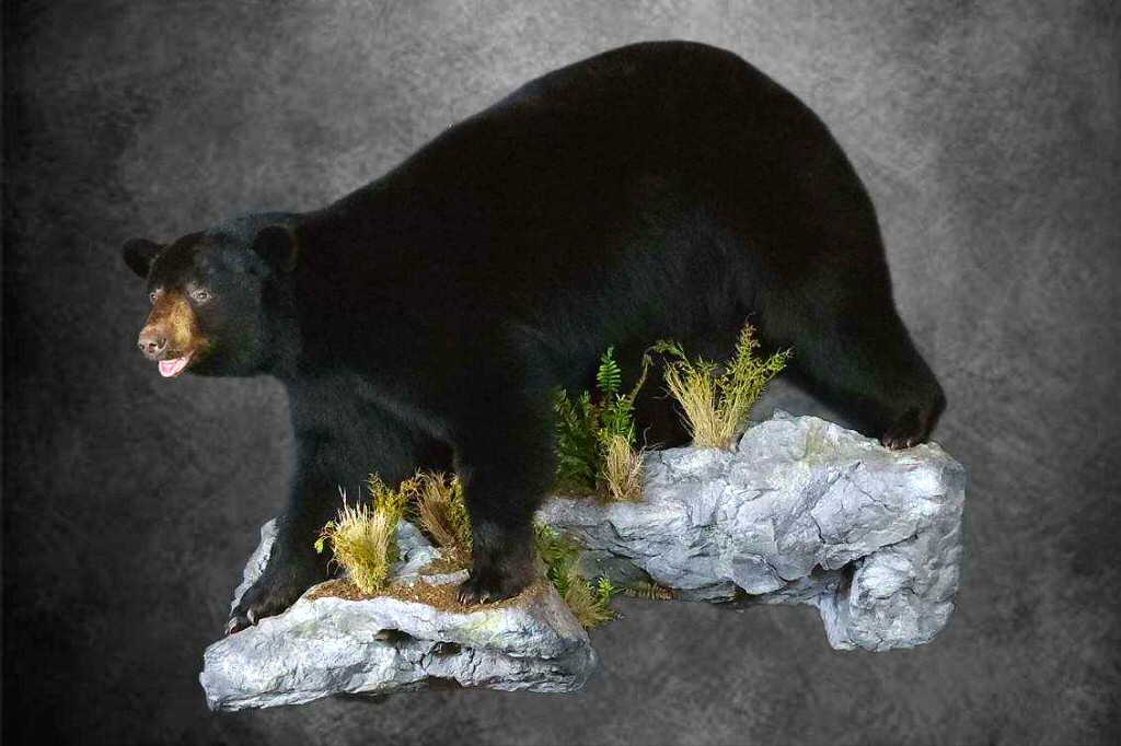 Life Size Bear Taxidermy at Brown Bear Taxidermy Studio Pine Grove PA