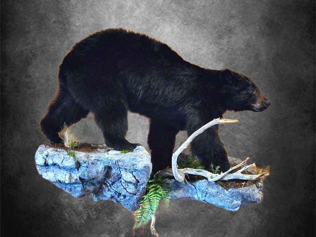 Life Size Bear Taxidermy Mount PA Taxidermy at Brown Bear Taxidermy Studio Pine Grove PA