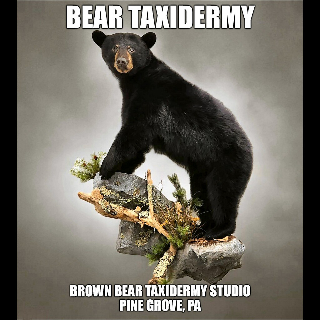 Life Size Fully Body Black Bear Mounts Taxidermy Brown Bear Taxidermy Studio