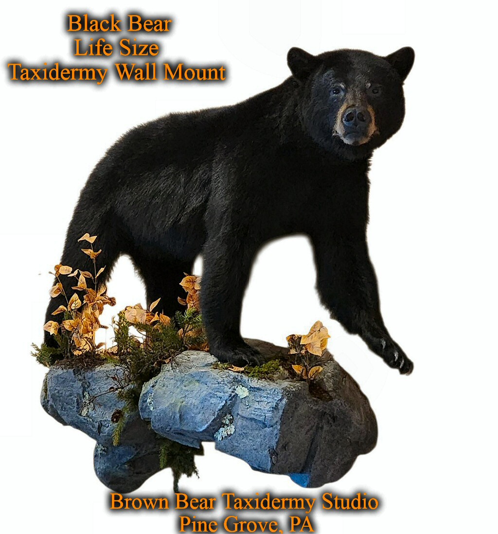 Black Bear Life Size Taxidermy Wall Mount Brown Bear Taxidermy Studio Pine Grove PA