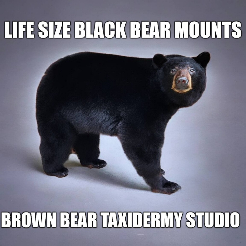Life Size Bear Mounts at Brown Bear Taxidermy Studio Pine Grove PA