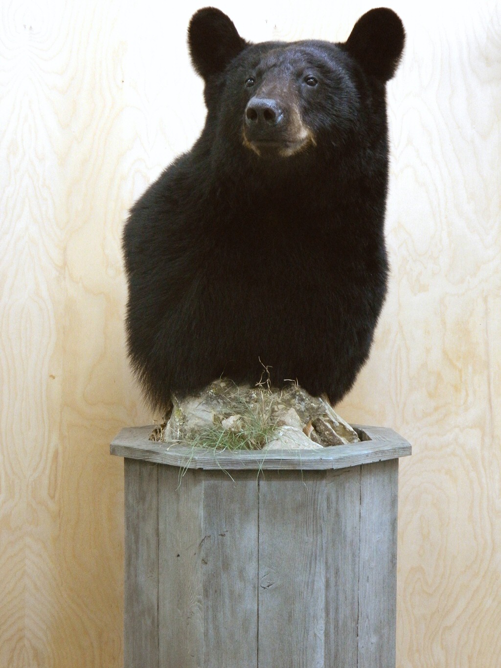 Black Bear Shoulder Pedestal Mounts - Bear Shoulder Mounts - Half Bear Mounts - 3/4 Bear Mounts