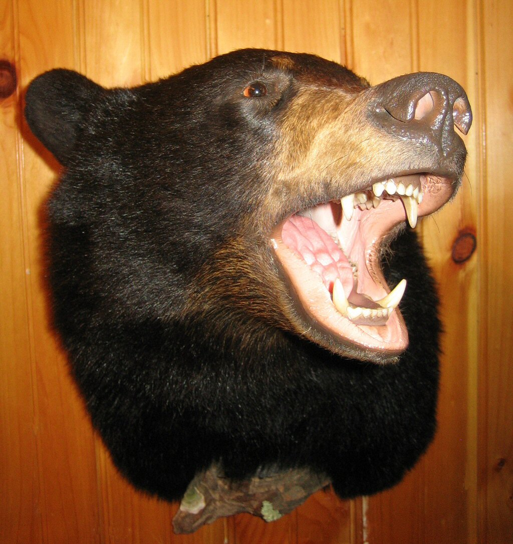 Roaring Bear Mount Open Mouth Pose