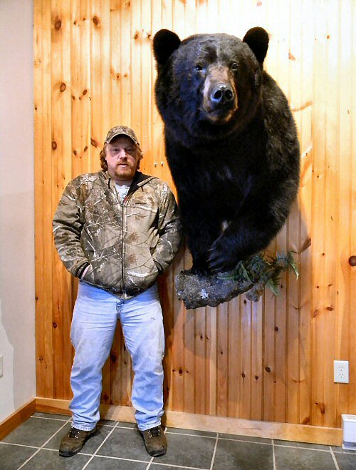 Black Bear Shoulder Mount On Wall Huge Bear