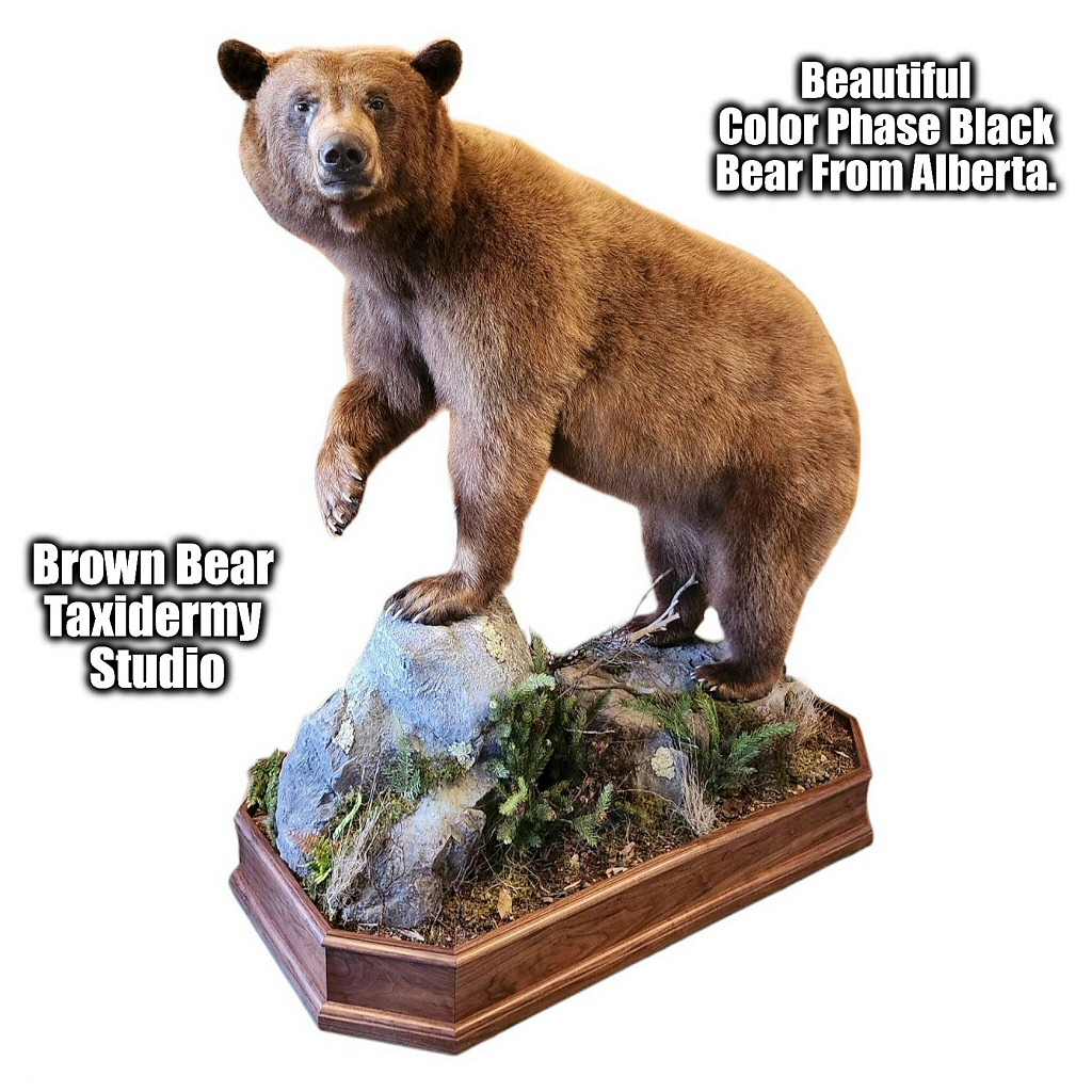 Cinnamon Bear Color Phase Life Size Taxidermy Floor Mounts Bear Taxidermy Studio Pne Grove PA