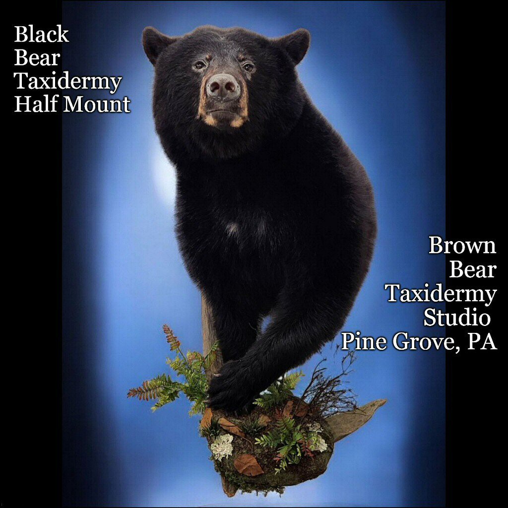 Black Bear Taxidermy Half Mounts, Custom Habitats With Branches, Trees, Logs, Rocks And Other Great Looking Options.