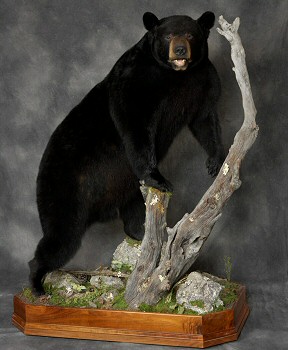 Black Bear Life Size Floor Mounts