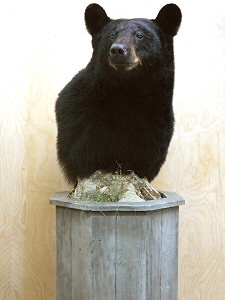 Black Bear Pedestal Mounts