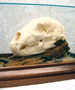 Bear Skull Mounts, Bleached Bear Skulls, European Bear Skull Mounts