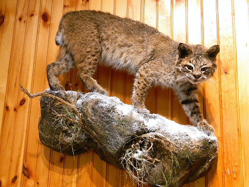 Bobcat Shoulder Mount