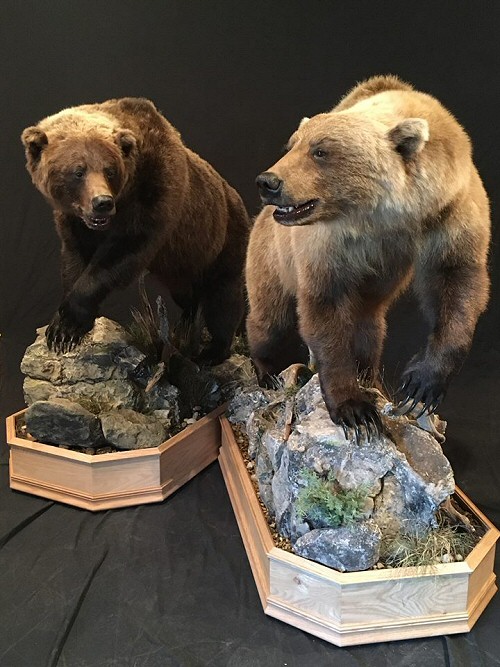 Grizzly Brown Bear Life Size Mounts, Bear Taxidermy