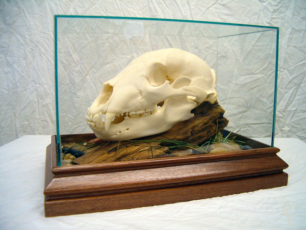 Bear Skull Mounts, Brown Bear Skull Mounts
