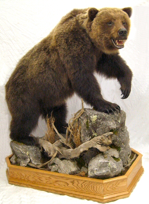 Brown Bear Grizzly Bear Full Body Floor Mounts,Grizzly Bear Mount