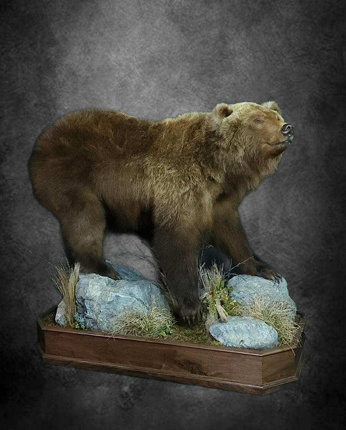 Full Body Grizzly Bear Taxidermy Mount SKU 2647 - All Taxidermy