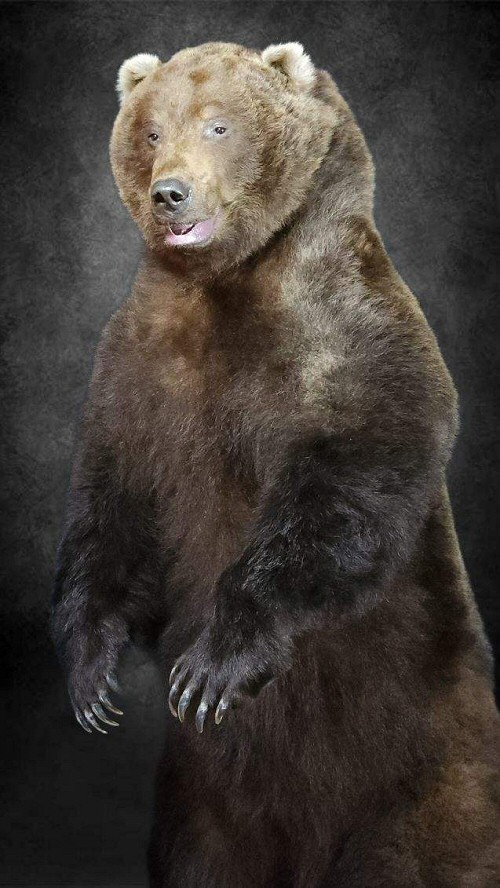 Brown Bear Taxidermy Studio specialize in Life Size Bear Mounts including Standing Life Size Brown Bear Mounts