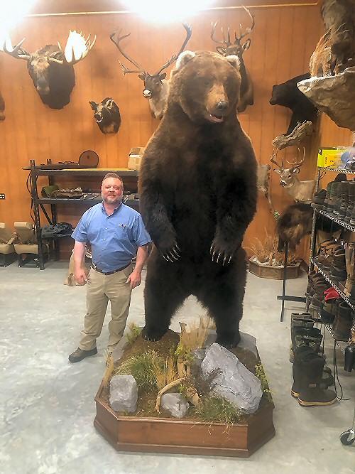 Full Body Grizzly Bear Taxidermy Mount SKU 2647 - All Taxidermy