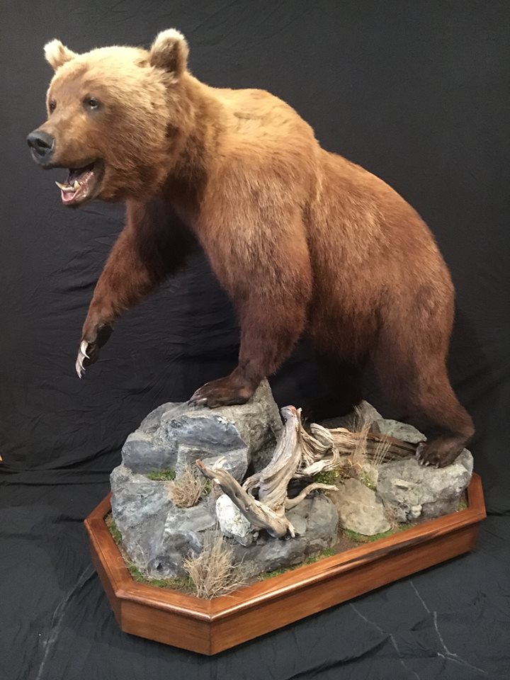 real bear taxidermy