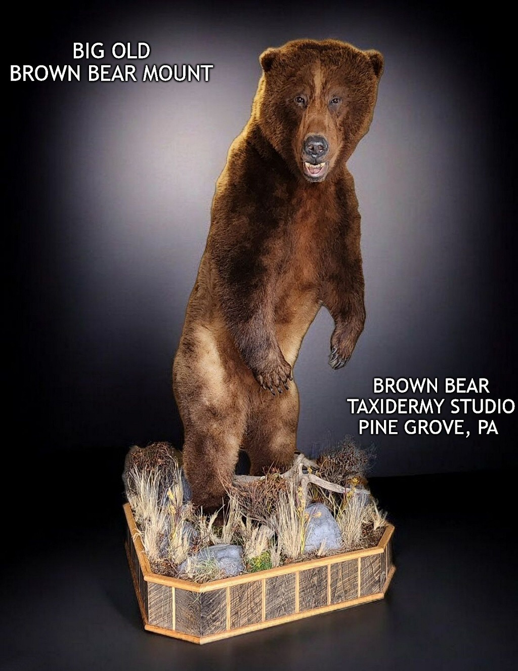 Brown Bear Grizzly Bear Taxidermy Full Body Floor Mounts Brown Bear Taxidermy Studio Pine Grove PA