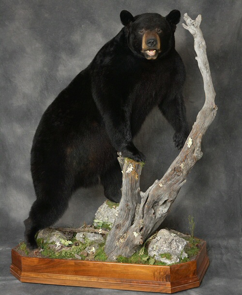 Pennsylvania Taxidermy Studio - Pennsylvania Taxidermist Brown Bear Taxidermy Studio 