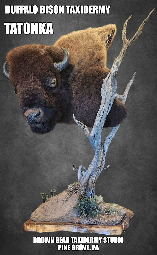 Buffalo Bison Taxidermy Mounts - Buffalo Bison Taxidermy Mount Ideas - Brown Bear Taxidermy Studio Pine Grove PA