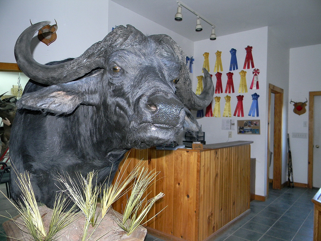 Cape Buffalo African Taxidermy Mounts By Brown Bear Taxidermy Studio Pine Grove Pennsylvania