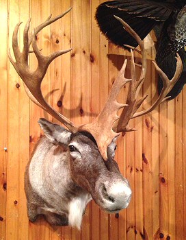 Caribou Shoulder Mounts are one of most requested mounts for caribou.