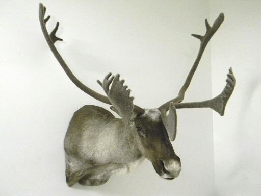 Velvet Caribou Shoulder Mount, Shoulder Mount Caribou Taxidermy