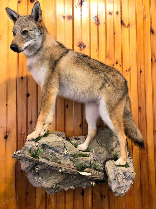 Life Size Coyote Mount Pictures, Lifesize Coyote Mount Ideas