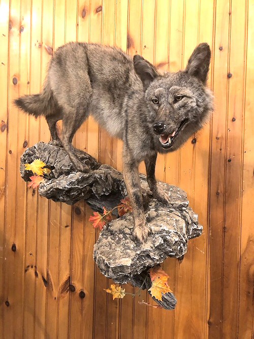 Life Size Coyote Mounts, Coyote Mount Pictures, Coyote Mount Ideas