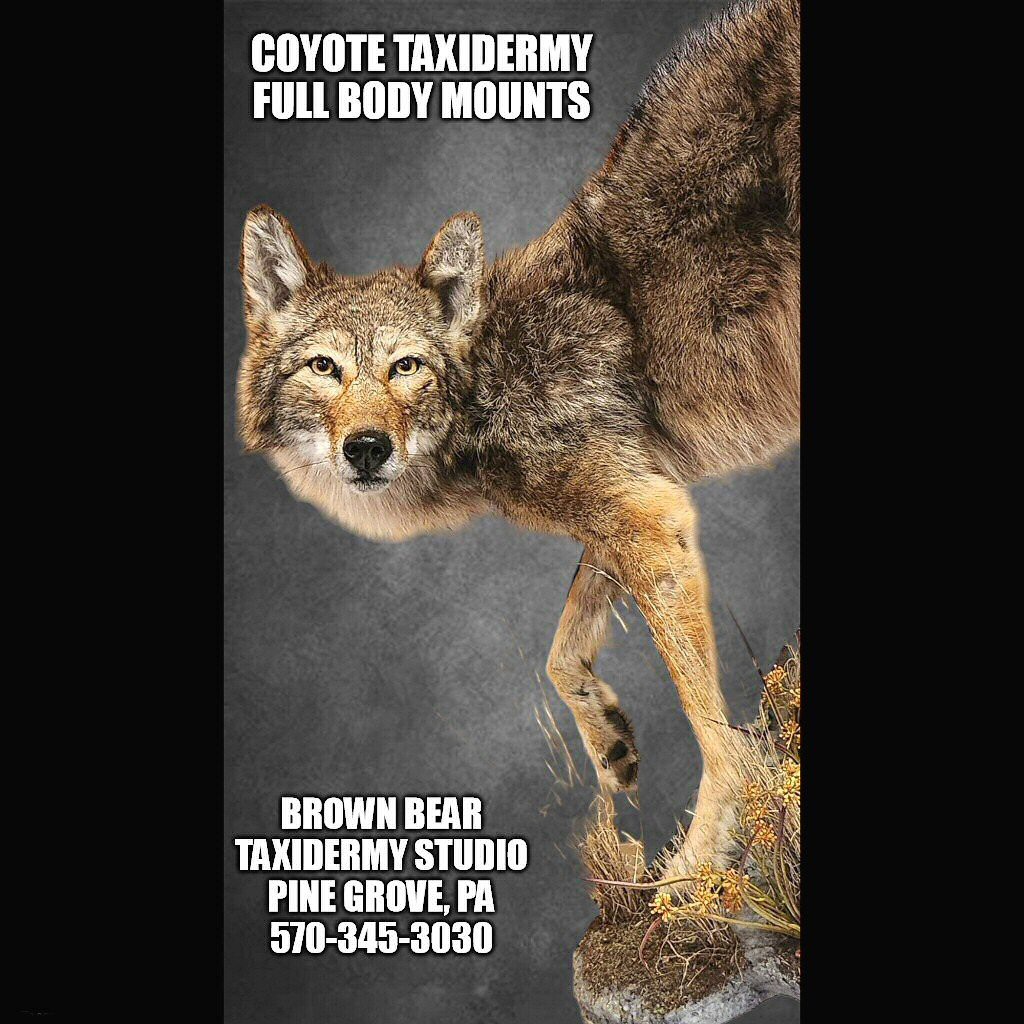 Coyote Taxidermy Full Body Mount Ideas Brown Bear Taxidermy Studio Pine Grove PA