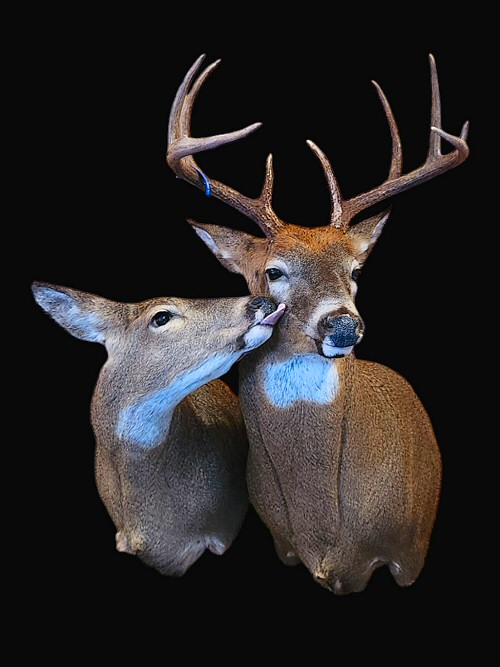 Custom Deer Taxidermy Mounts Pennsylvania Brown Bear Taxidermy Studio