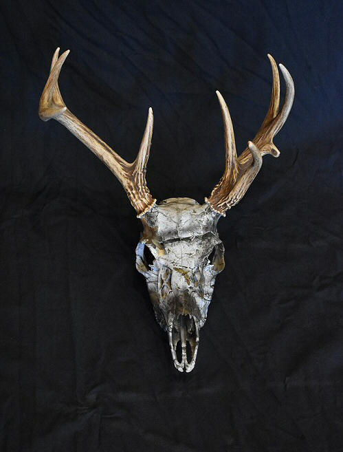 Camouflage Deer Skull Mounts - European Mounts - Deer Skull Dipping