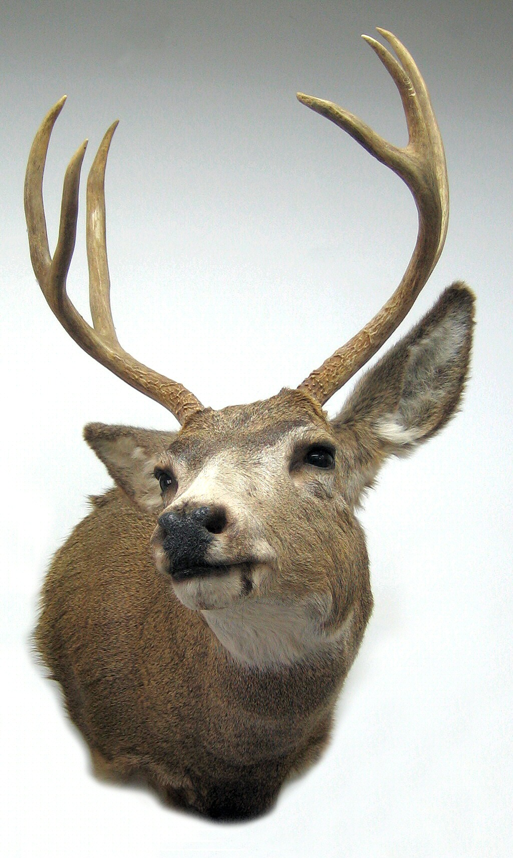 Mule Deer hunters that travel everywhere send us their mule deer to mount because of our attention to detail and our reputation for Quality! Mule Deer Mounts - Mule Deer Shoulder Mounts - Mule Deer Pedestal Mounts - Mule Deer Mount Poses Full Sneak Semi Sneak -  Mule Deer Mount Ideas Positions Poses Pictures