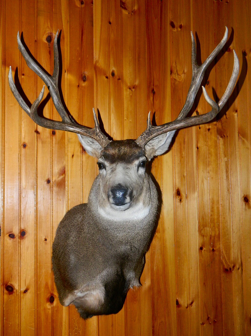 Call us to discuss your Mule Deer Mounting Ideas, Mule Deer Poses, Mule Deer Shoulder Mount, Mule Deer Sneak Semi Sneak, Mule Deer Pedestal Mounts and more. Tell us what Mule Deer Mount ideas you may have. 