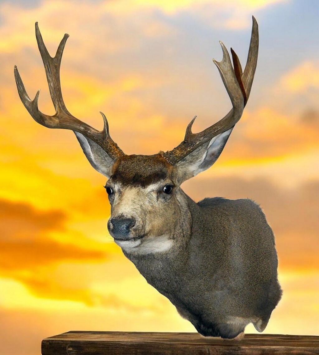 Mule Deer Mounts - Mule Deer Shoulder Mounts - Mule Deer Pedestal Mounts - Mule Deer Mount Poses Full Sneak Semi Sneak -  Mule Deer Mount Ideas Positions Poses Pictures
