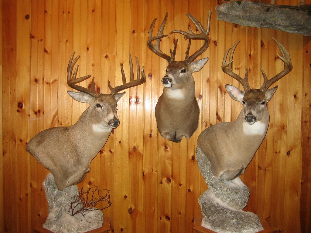 Deer Pedestal Mount Price Cost, Deer Pedestal Shoulder Mounts, Custom Deer Pedestal Mounts