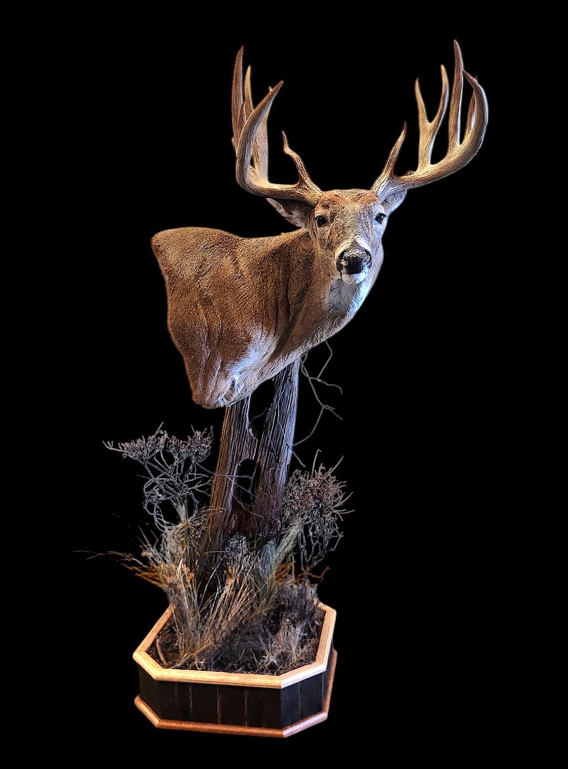 Deer Taxidermy Pedestal Shoulder Mounts Pennsylvania - Deer Pedestal Shoulder Mounts Brown Bear Taxidermy Studio - Pennsylvania Deer Taxidermy Mounts