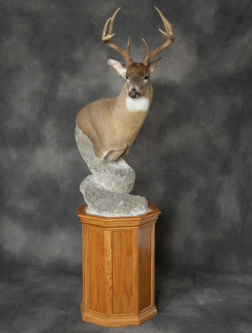 Deer Whitetail Pedestal Mounts, Deer Pedestal Mounts Pennsylvania, Deer Pedestal Taxidermy Mounts