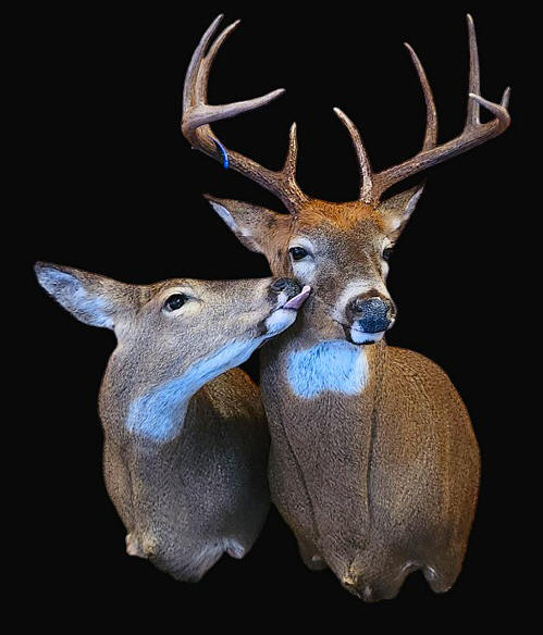 Custom Deer Taxidermy Wall Mount Shoulder Pennsylvania Best Taxidermist