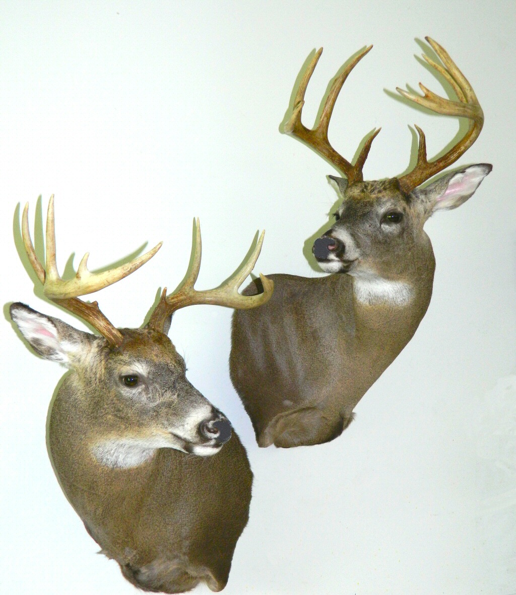 cool deer shoulder mounts