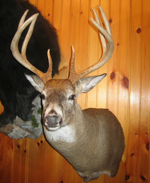 Whitetail deer shoulder mounts for walls.