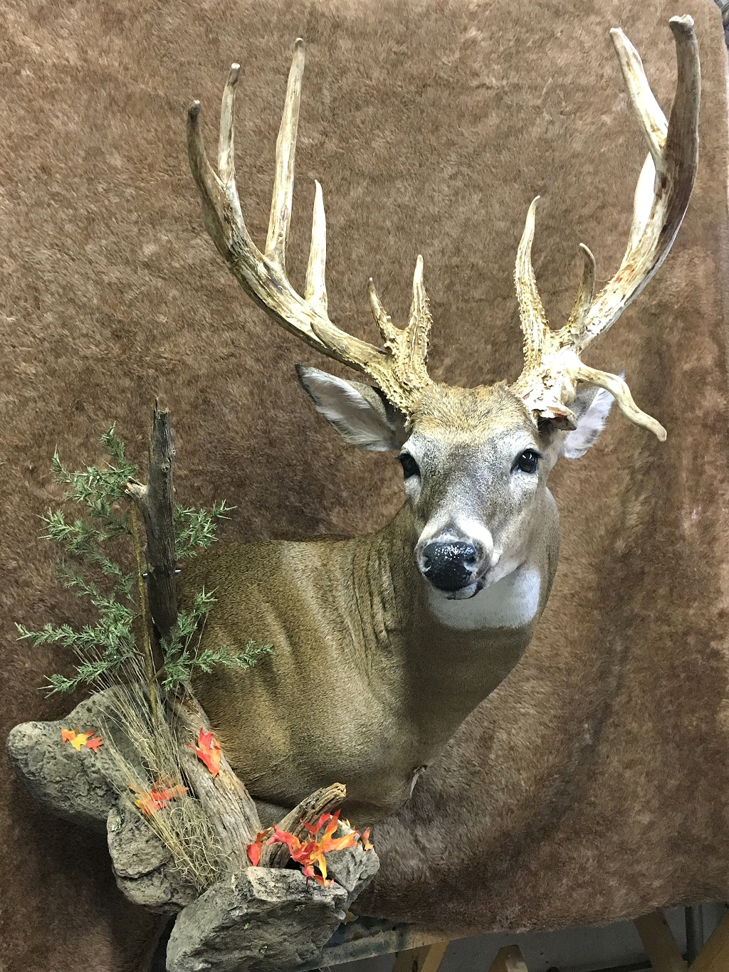 Custom Deer Taxidermy Mounts Pennsylvania Brown Bear Taxidermy Studio Pine Grove PA