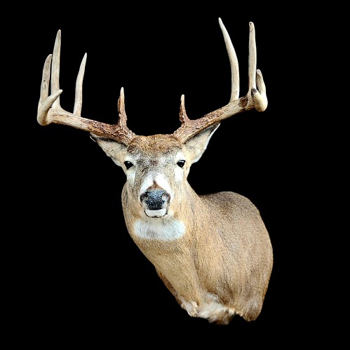 Deer Shoulder Taxidermy Mounts at Brown Bear Taxidermy Studio Pine Grove PA