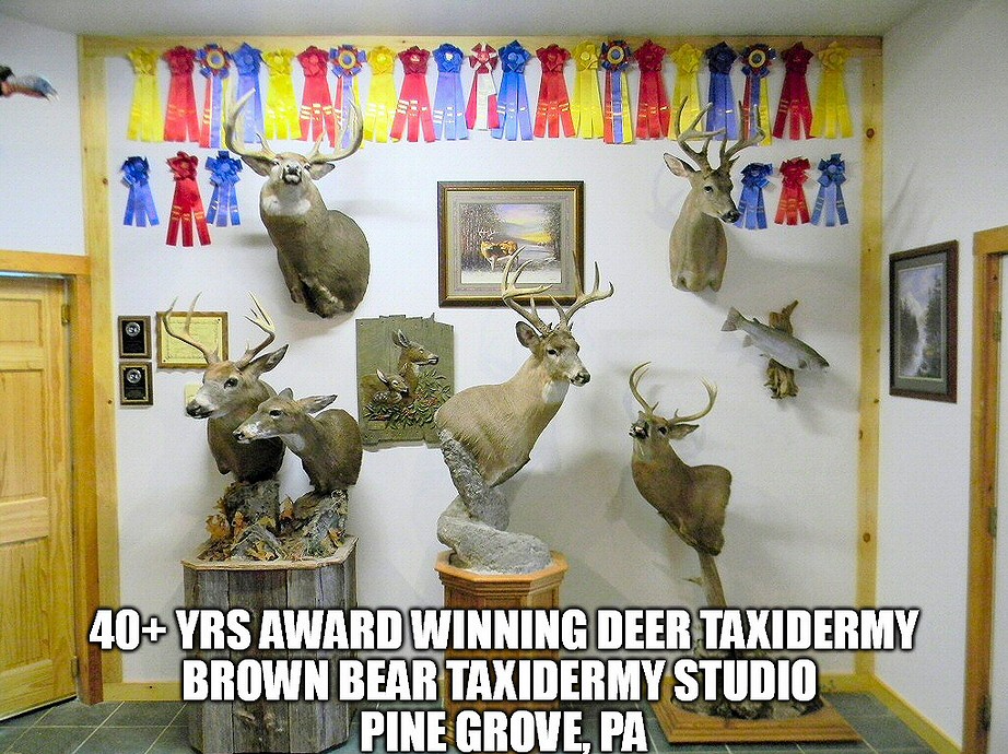 Deer Taxidermy Pennsylvania