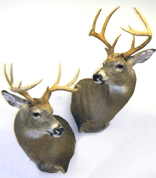 Whitetail Deer Taxidermy Mounts - Whitetail Mounts - Deer Shoulder Mounts - Deer Pedestal Mounts - Deer Wall Mounts - Deer Full Body Mounts - Deer Mount Poses, Sneak, Semi Sneak Mounts, Ideas And Pictures