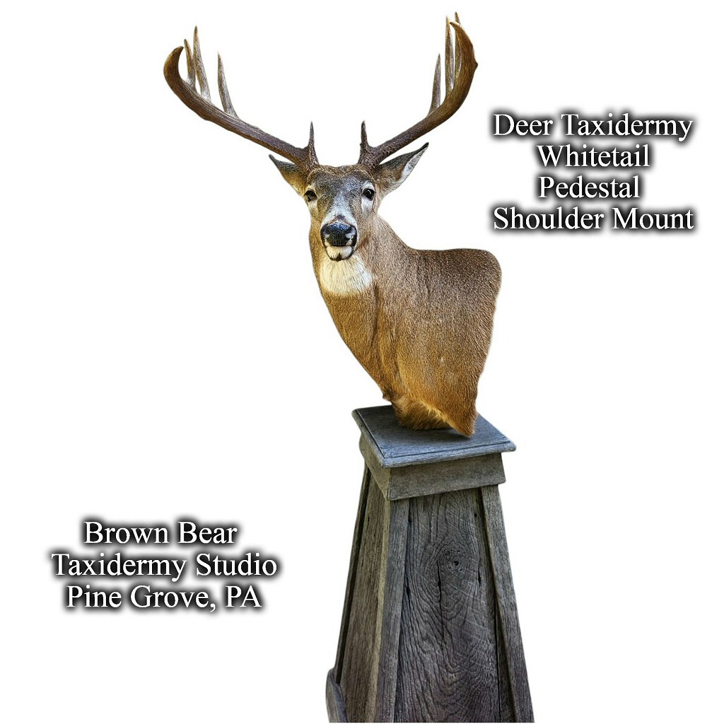 Deer Taxidermy Whitetail Pedestal Shoulder Mount - Brown Bear Taxidermy Studio Pine Grove, PA