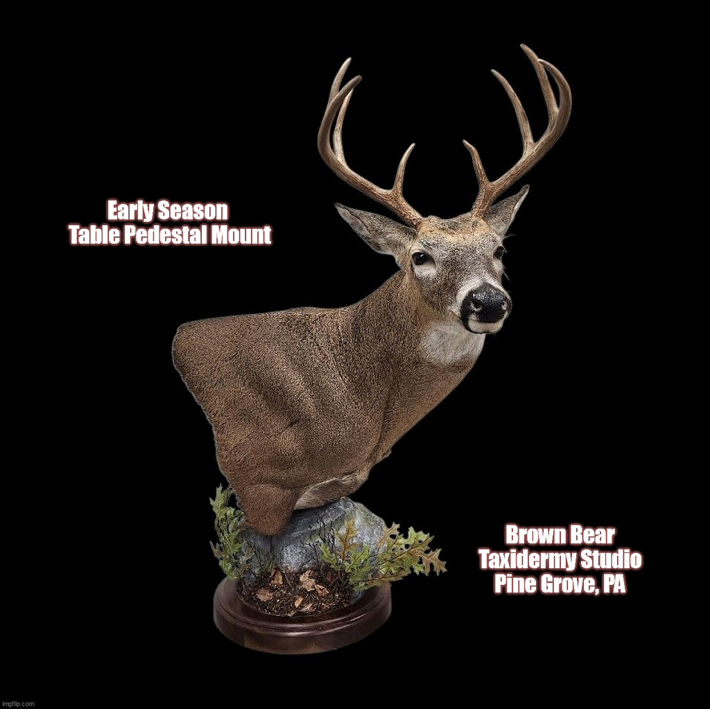Early Season Table Pedestal Mount Deer Brown Bear Taxidermy Studio Pine Grove PA