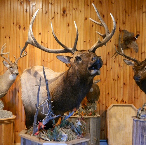 Bugling Elk Taxidermy Mount On Pedestal